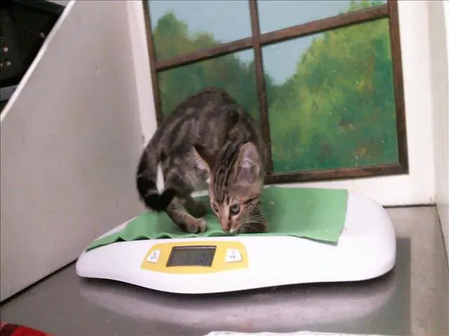 Ray - Domestic Short Hair