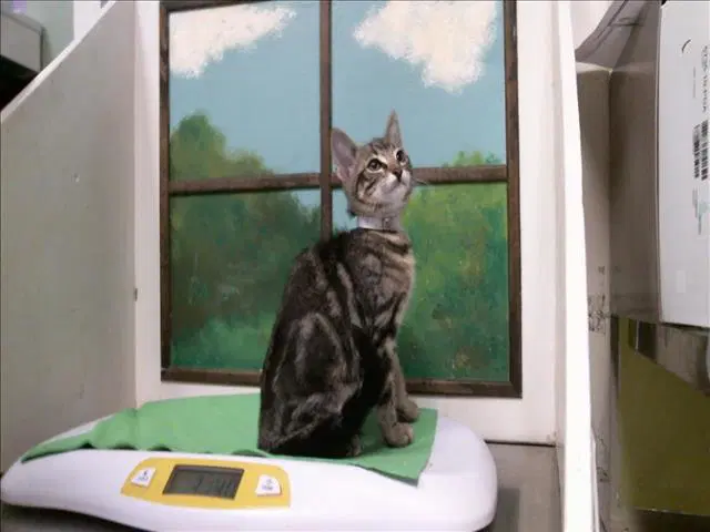 Brenda - Domestic Short Hair