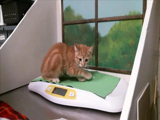 Bobby - Domestic Short Hair