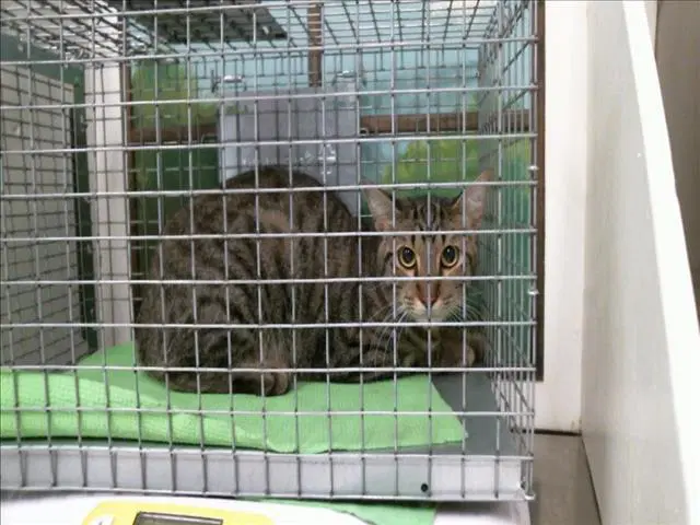 Unknown - Domestic Short Hair