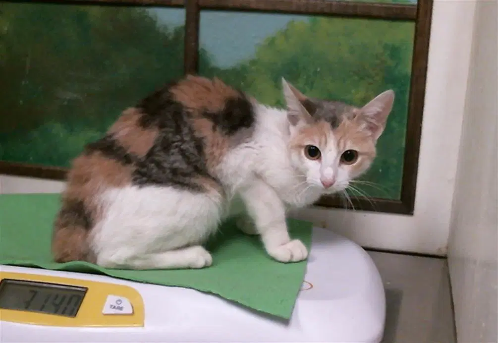 Tiffany - Domestic Short Hair