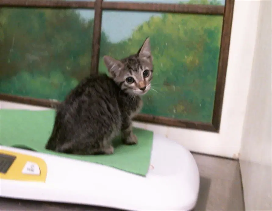Pecan - Domestic Short Hair