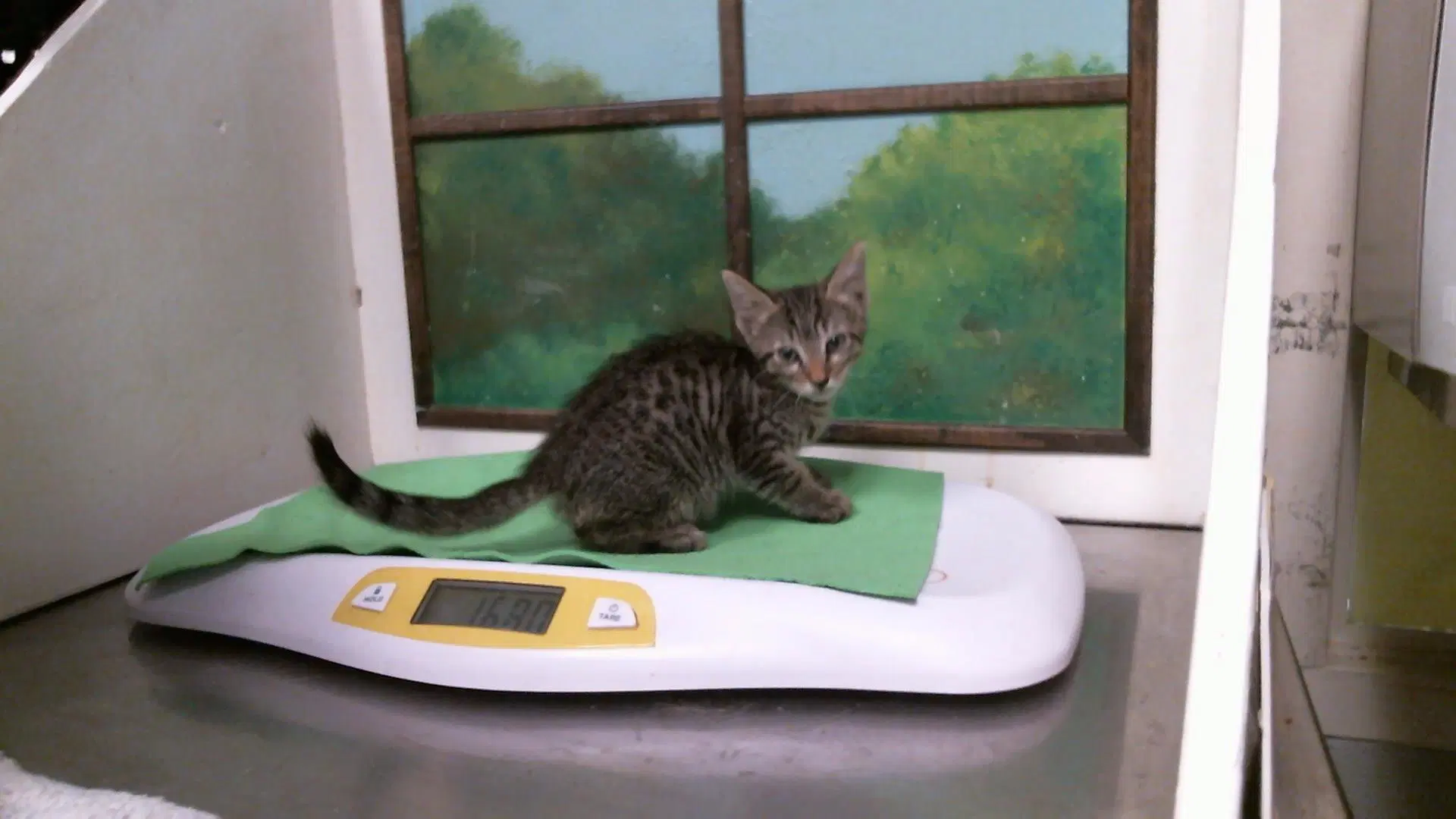 Acorn - Domestic Short Hair
