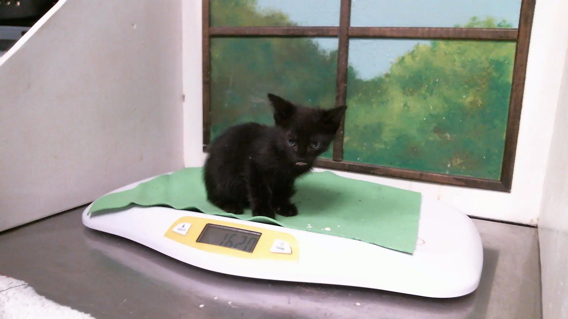 Pumkin - Domestic Short Hair