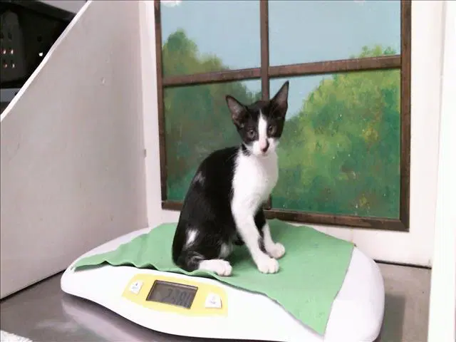 Asher - Domestic Short Hair
