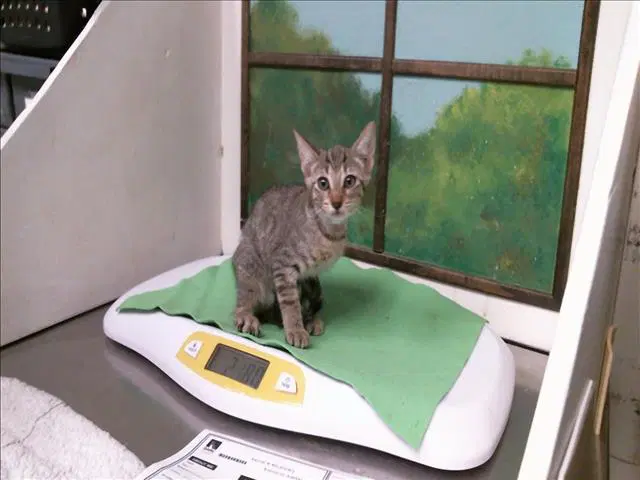 Juniper - Domestic Short Hair