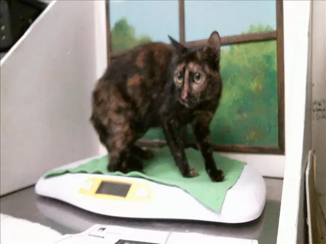Lila image 1