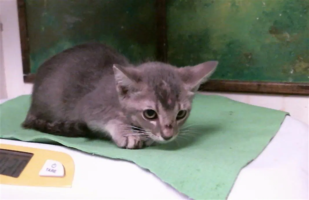 Lydia - Domestic Short Hair