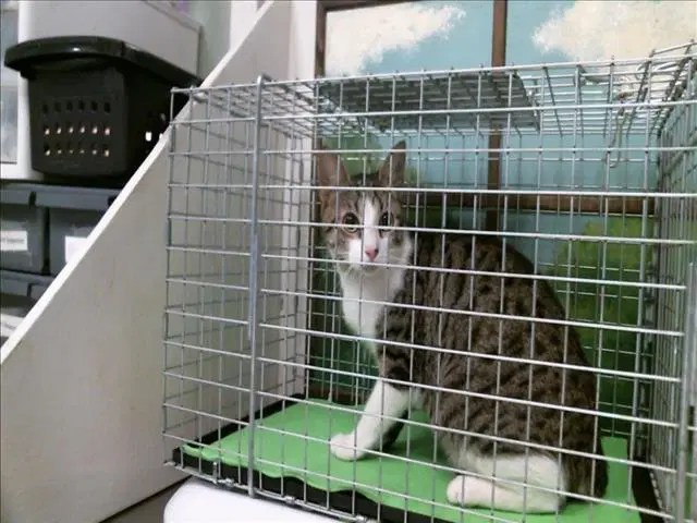 Unknown - Domestic Short Hair