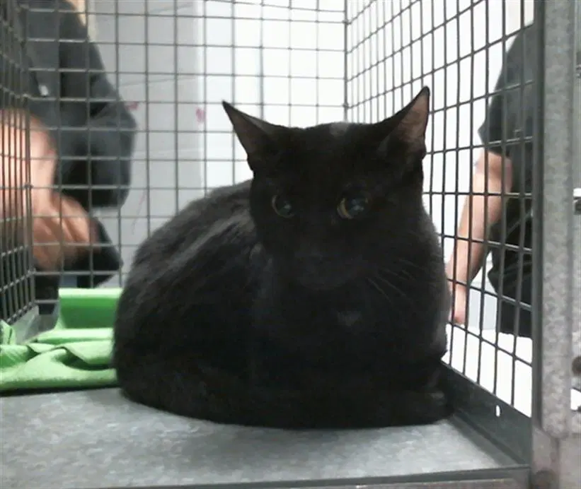 Unknown - Domestic Short Hair