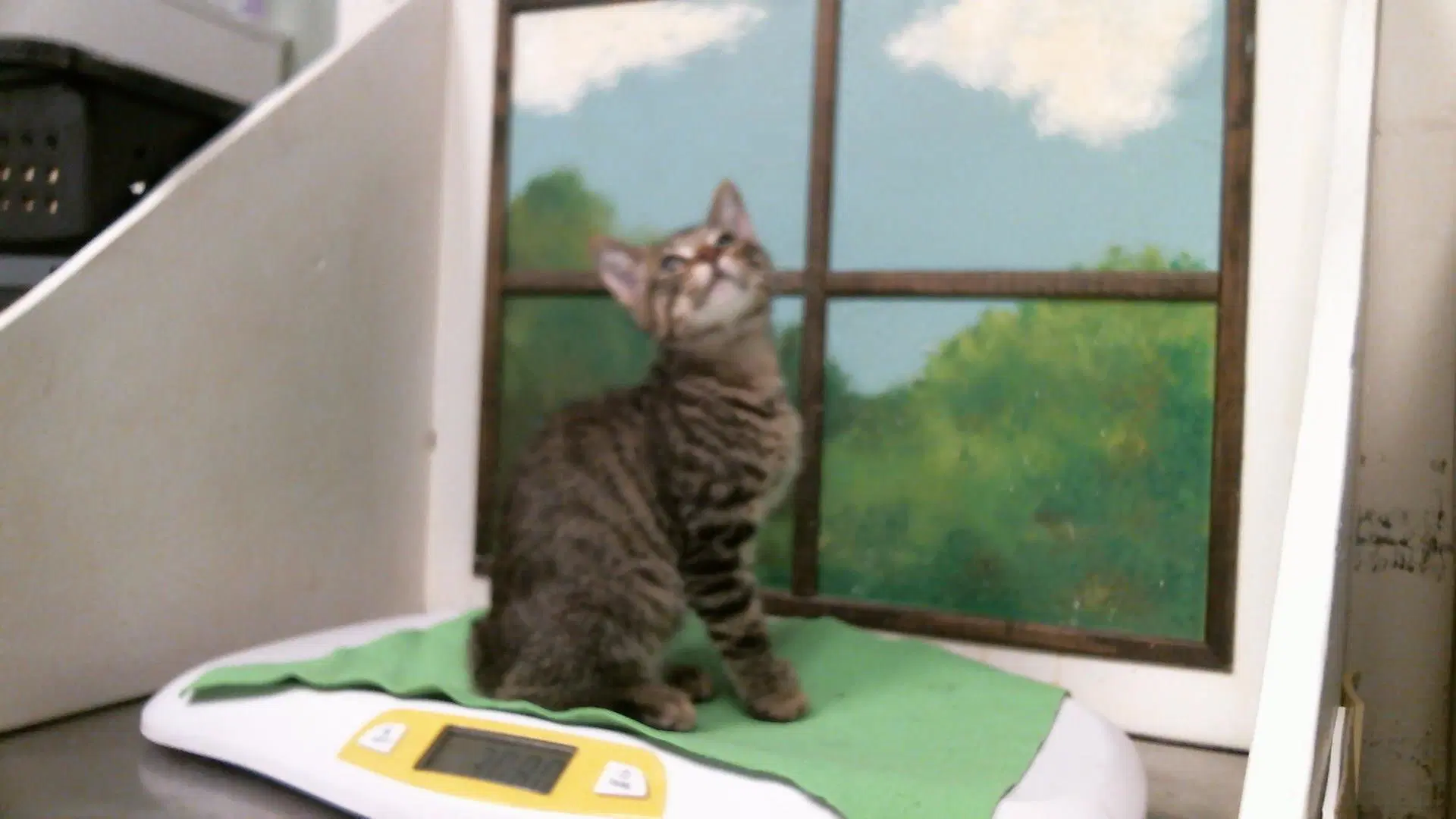 Sage - Domestic Short Hair