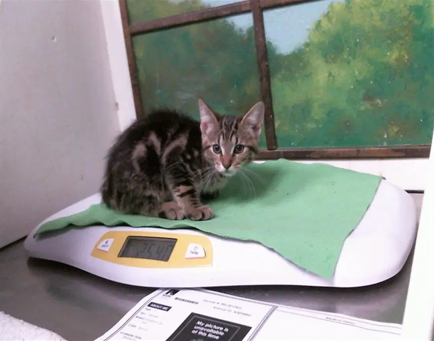 Clove - Domestic Short Hair