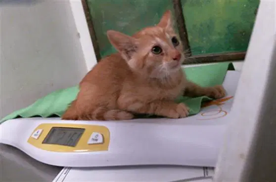 Pumpkin - Domestic Short Hair