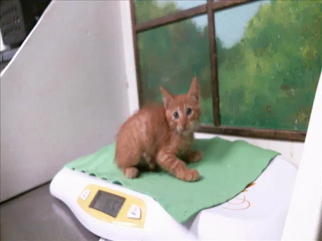 Candycorn - Domestic Short Hair