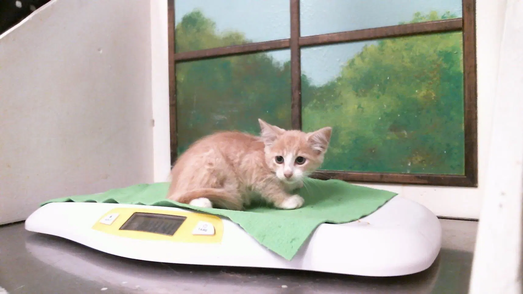 Nutmeg - Domestic Medium Hair
