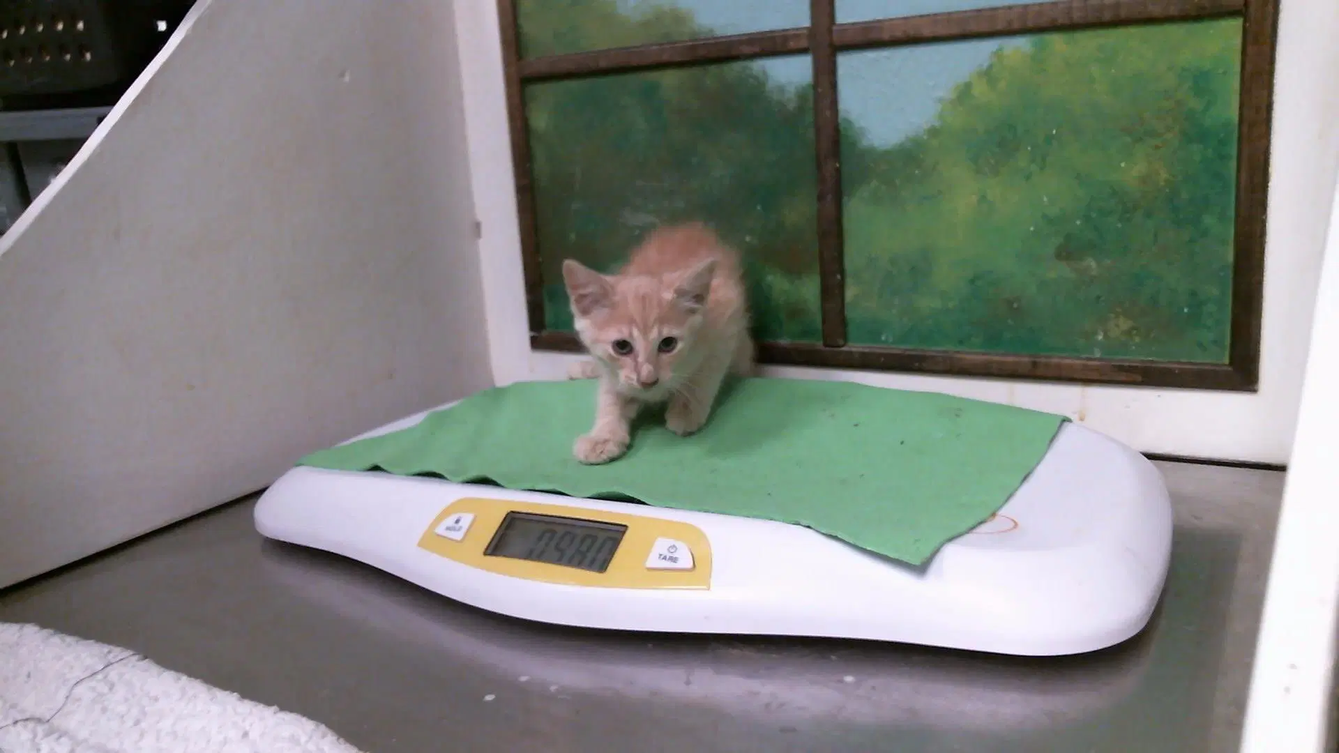 Ash - Domestic Short Hair