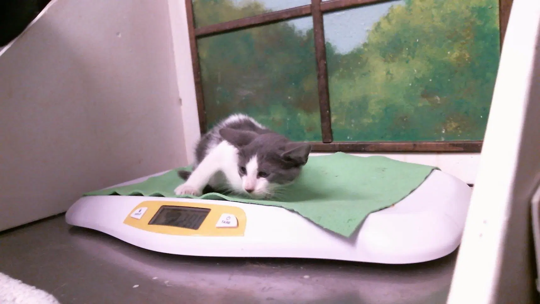 Mavis - Domestic Short Hair