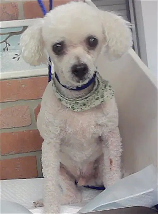 Unknown - Poodle (Miniature)