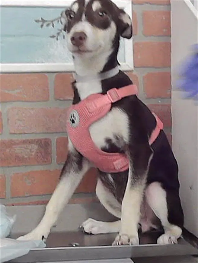 Karma - Chihuahua