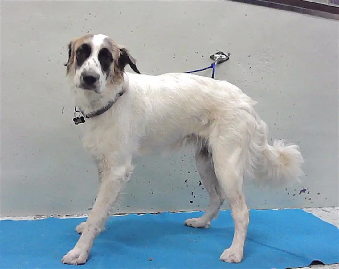 Ayla - Great Pyrenees