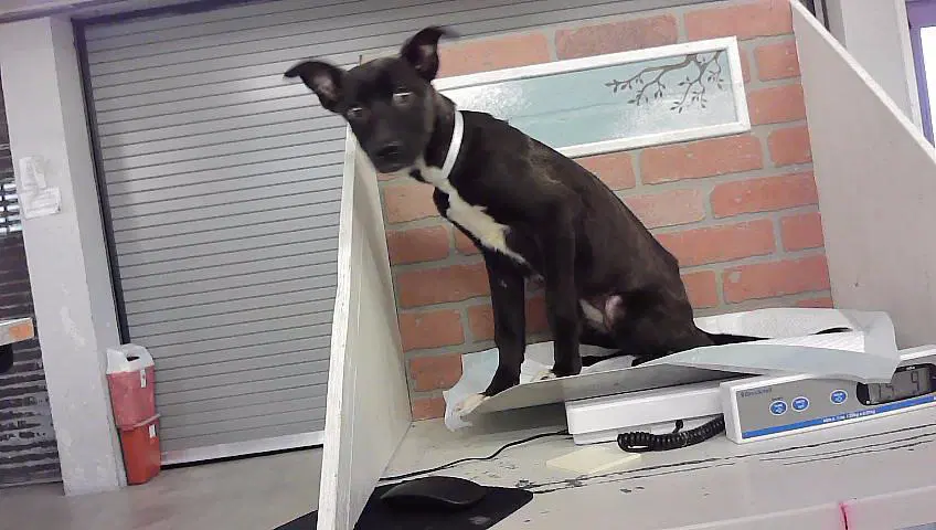 Unknown - Staffordshire Bull Terrier