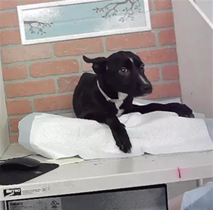 Tiki - Staffordshire Bull Terrier