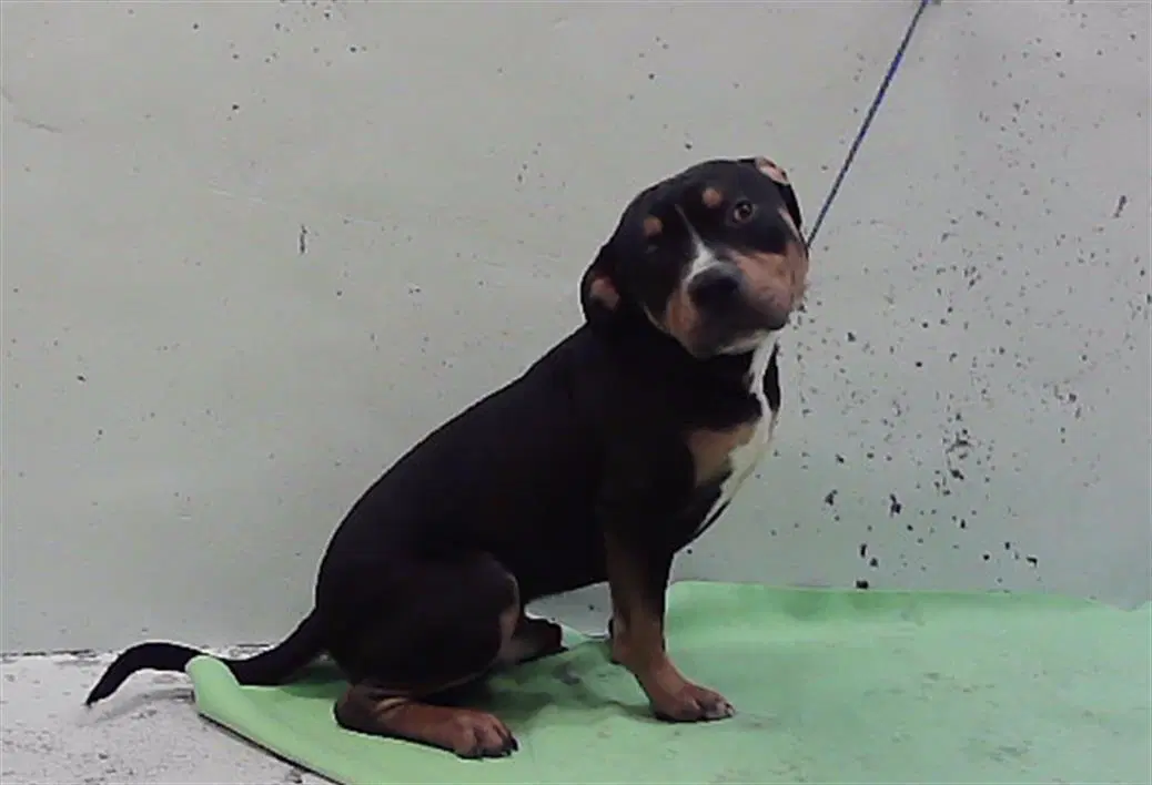 Jimmy - Staffordshire Bull Terrier