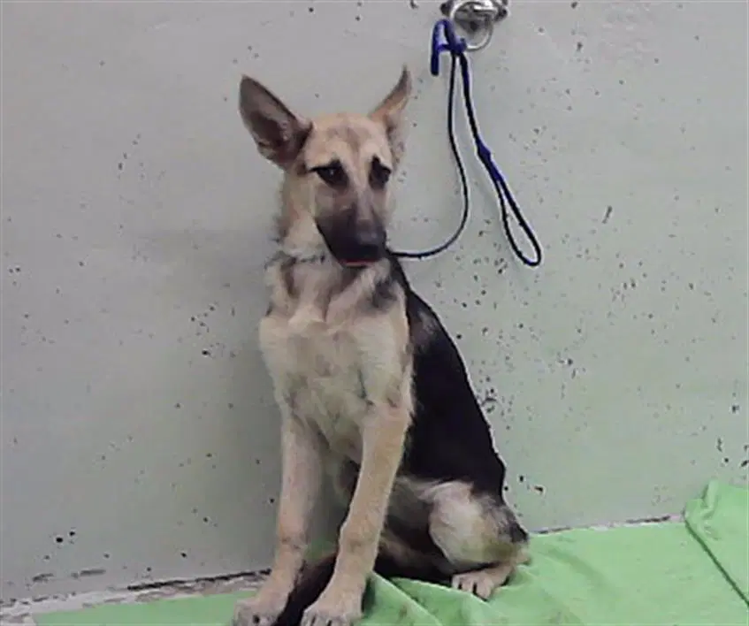 River - German Shepherd Dog