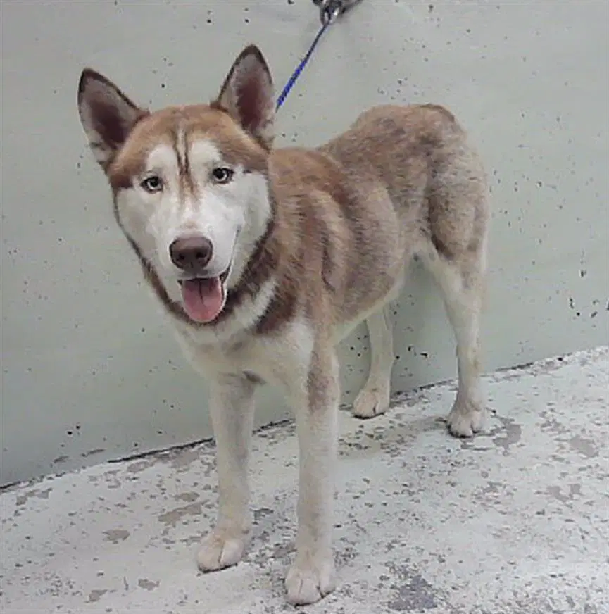 Fettucine - Siberian Husky