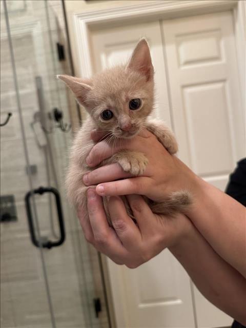 ORANGE, a cat for adoption from City of Houston, Bureau of Animal Regulation and Care
