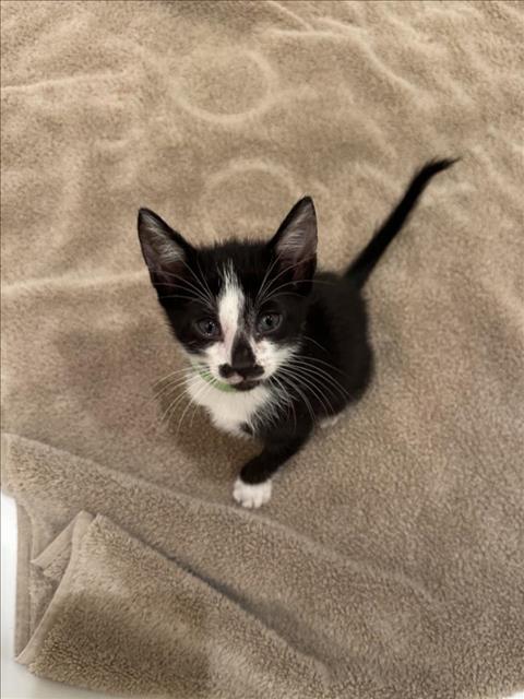 GREEN, a cat for adoption from City of Houston, Bureau of Animal Regulation and Care