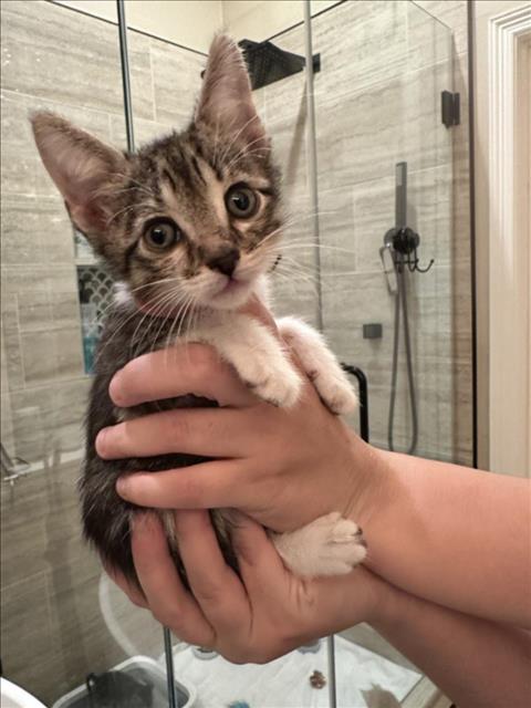 YELLOW, a cat for adoption from City of Houston, Bureau of Animal Regulation and Care