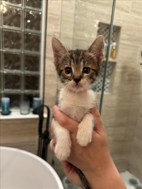 PINK, a cat for adoption from City of Houston, Bureau of Animal Regulation and Care
