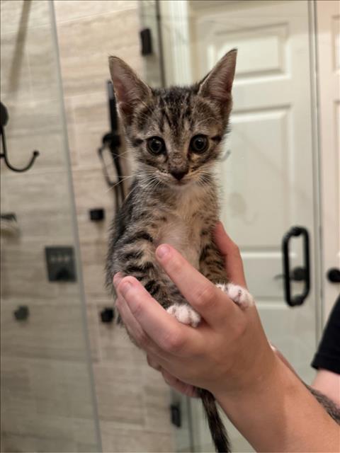 BLUE, a cat for adoption from City of Houston, Bureau of Animal Regulation and Care