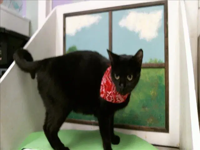 Betty - Domestic Short Hair