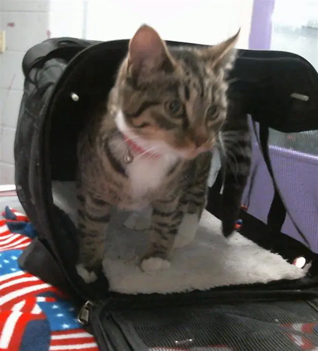 Nova - Domestic Short Hair