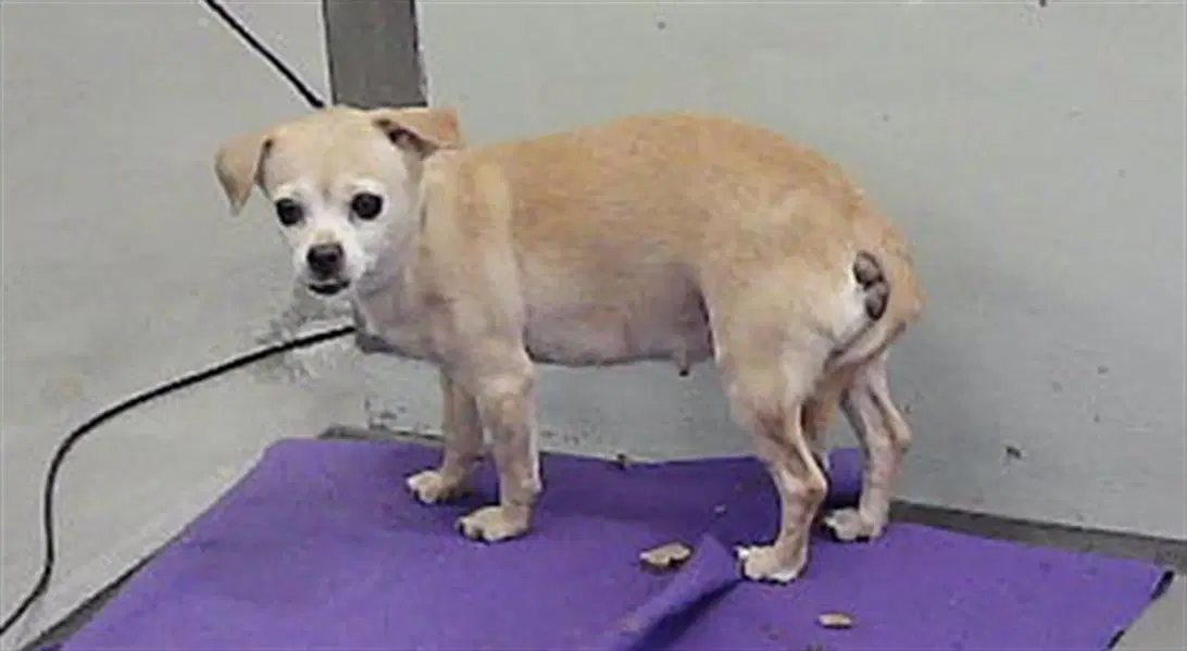 Guerita - Chihuahua