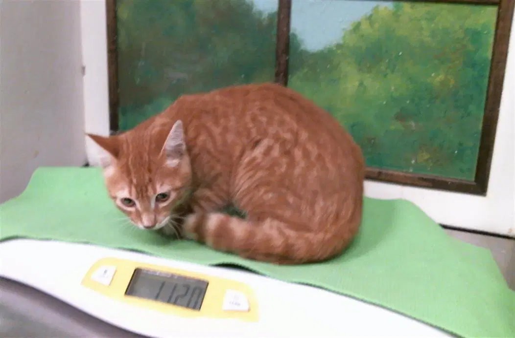 Unknown - Domestic Short Hair