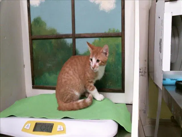 Unknown - Domestic Short Hair