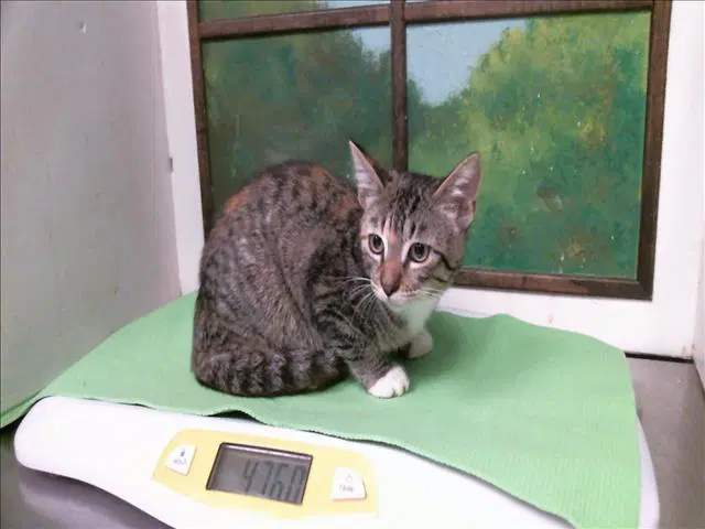 Unknown - Domestic Short Hair