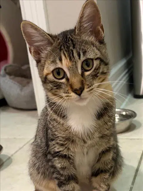 Waffle - Domestic Short Hair