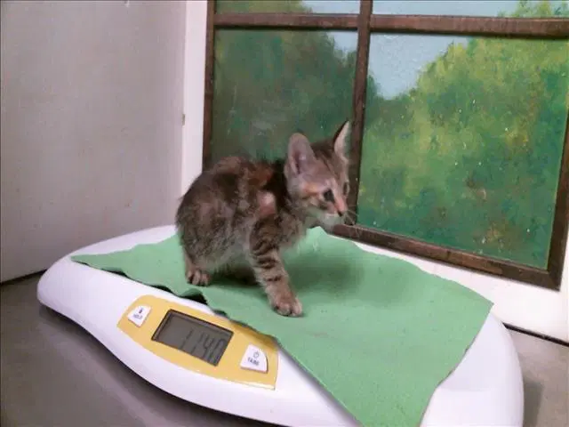Unknown - Domestic Short Hair