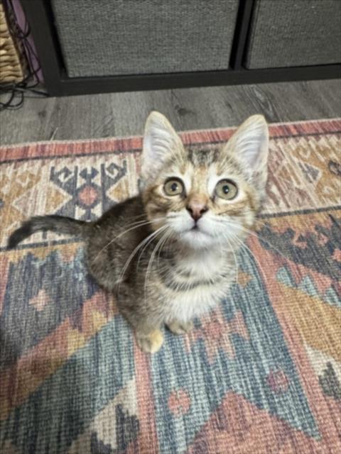 HAZEL, a cat for adoption from City of Houston, Bureau of Animal Regulation and Care