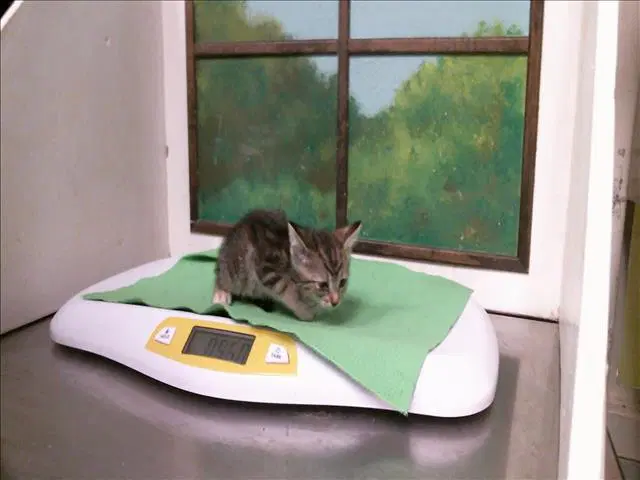 Unknown - Domestic Short Hair
