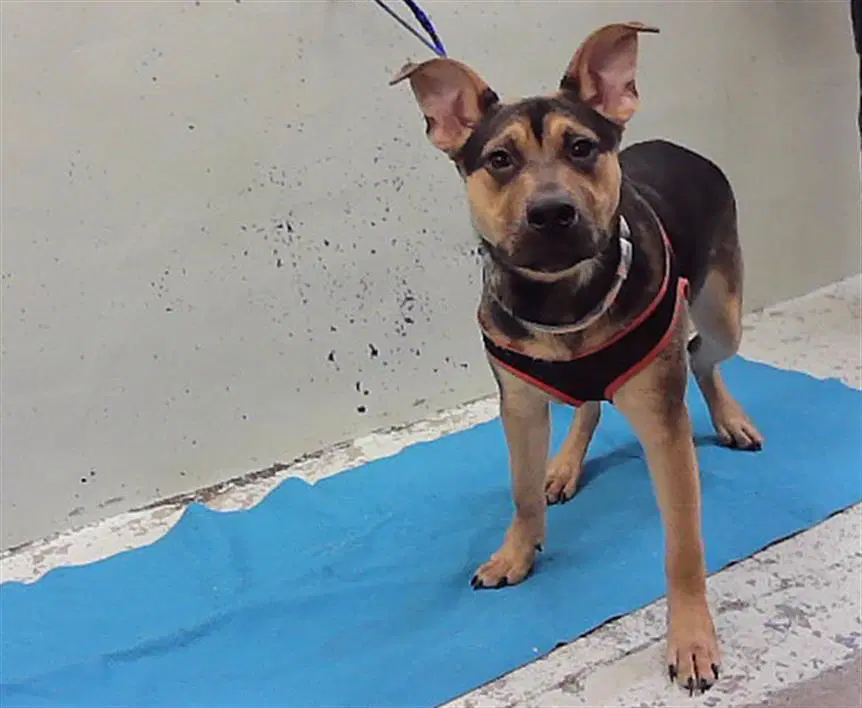 Calvin - Staffordshire Bull Terrier