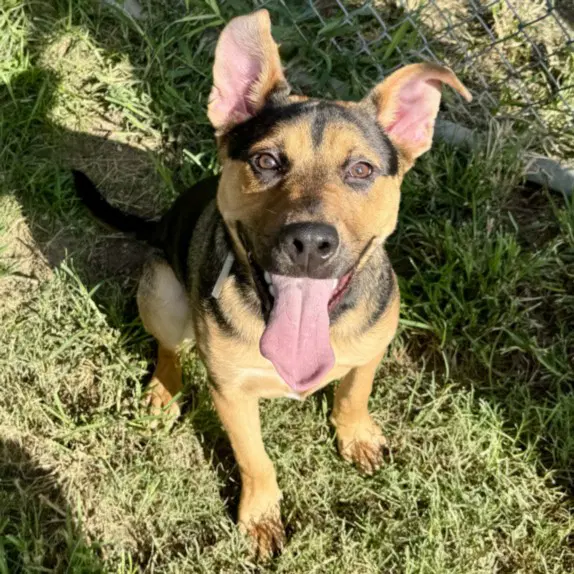 Calvin - Staffordshire Bull Terrier