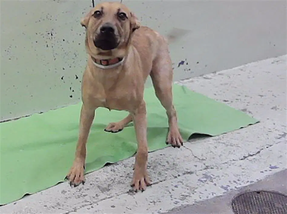 Richart - Labrador Retriever