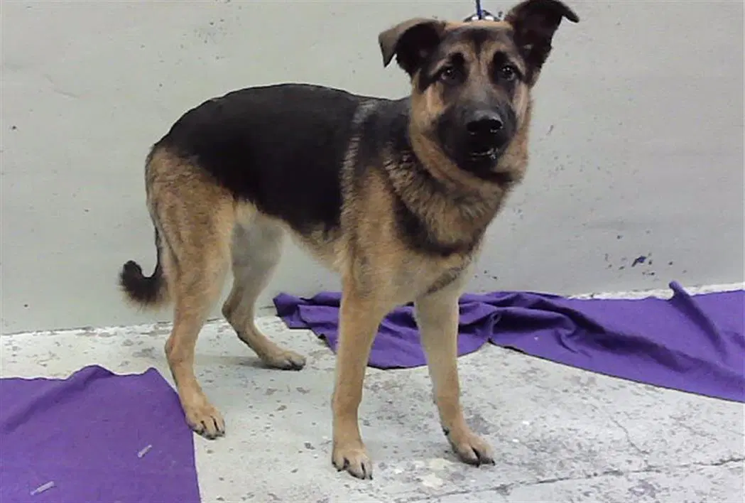 Chase - German Shepherd Dog