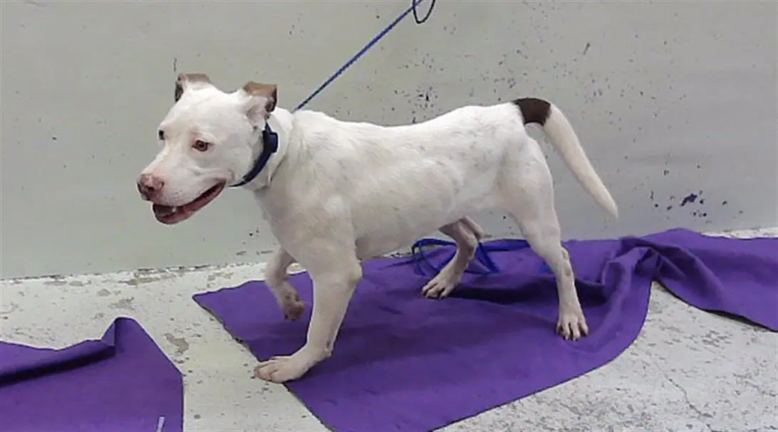 Unknown - Staffordshire Bull Terrier