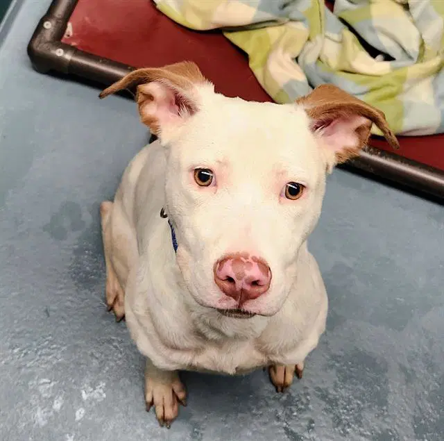 Chico - Staffordshire Bull Terrier